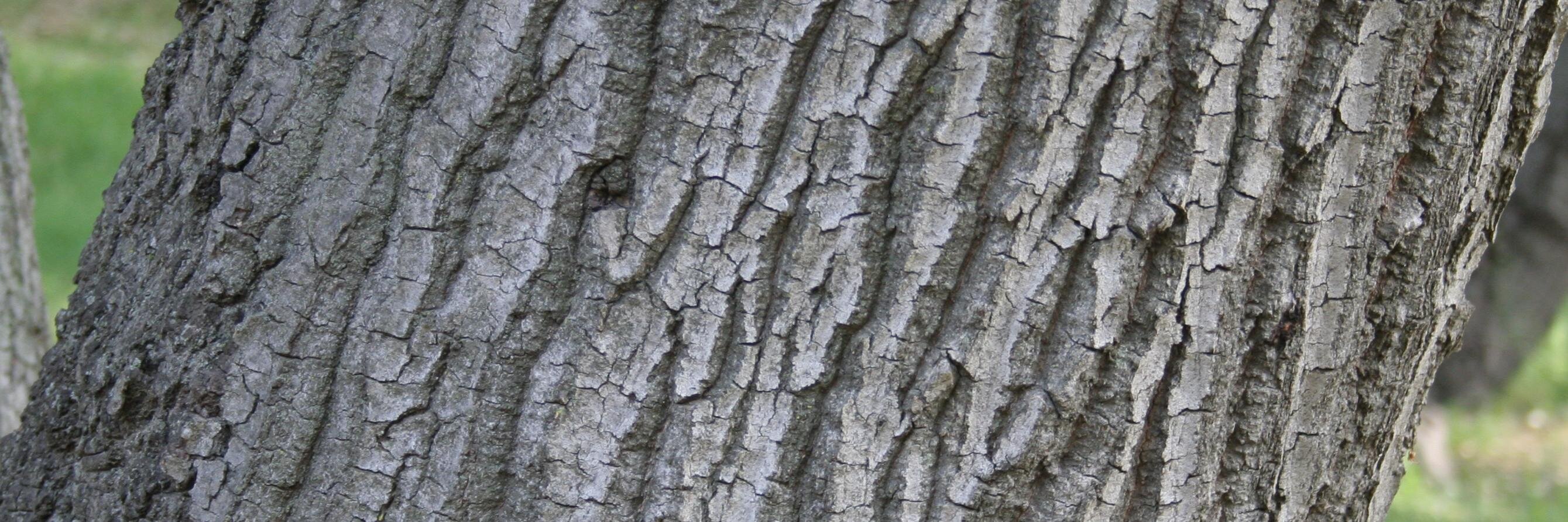 Oaks of Sherman banner