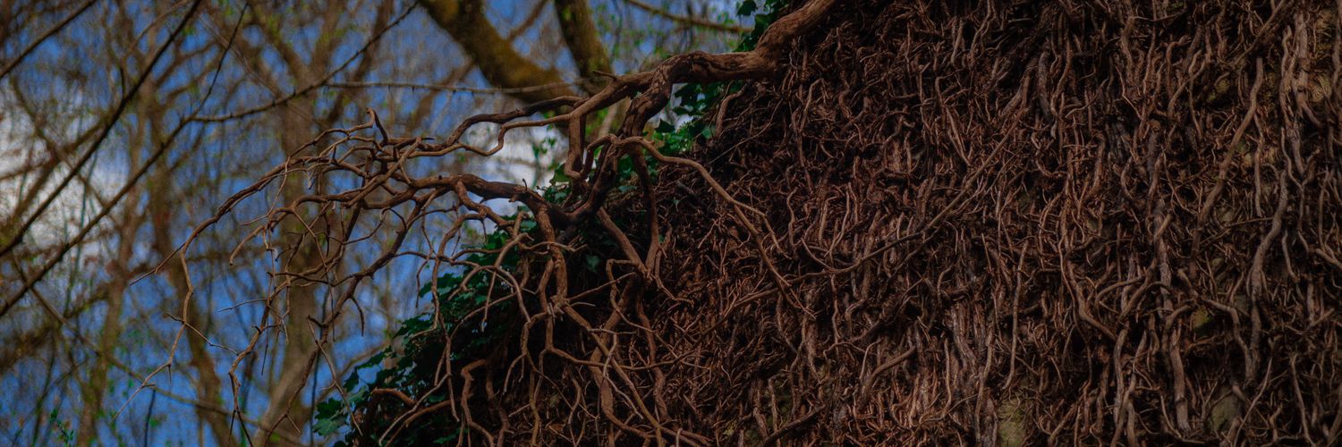 BarBucheron's profile banner image
