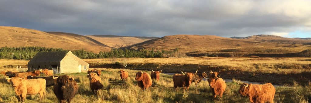 Amanda Askham banner