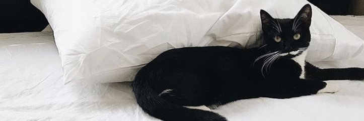 jasslizzle's profile banner image