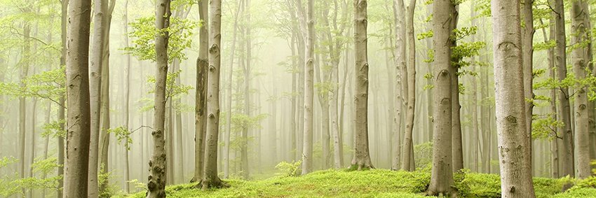 RoseWichmann's profile banner image