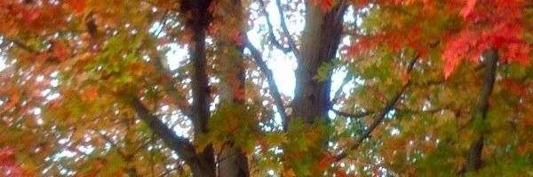 daisylvr's profile banner image