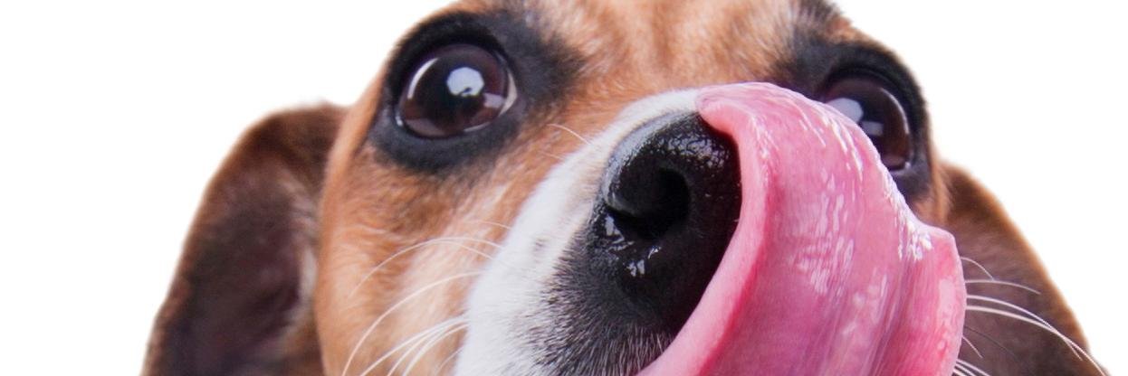 LincolnBark's profile banner image