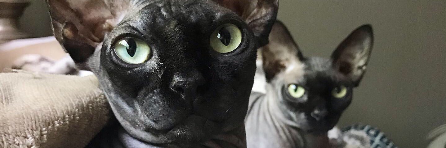 ginaladelfa's profile banner image