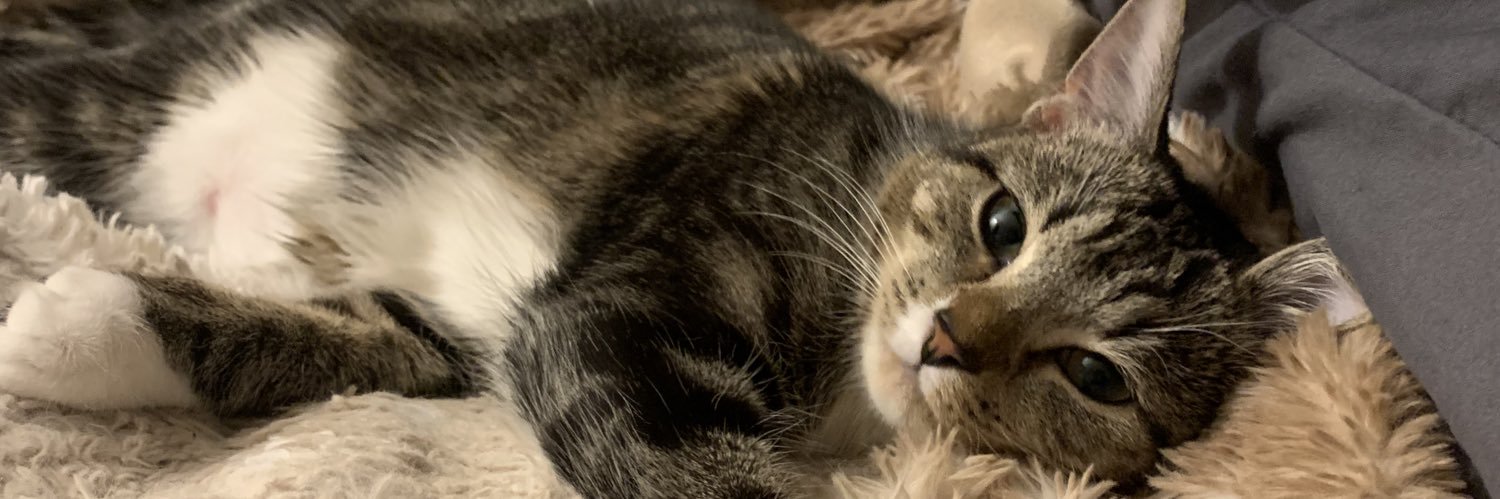 katievettter's profile banner image