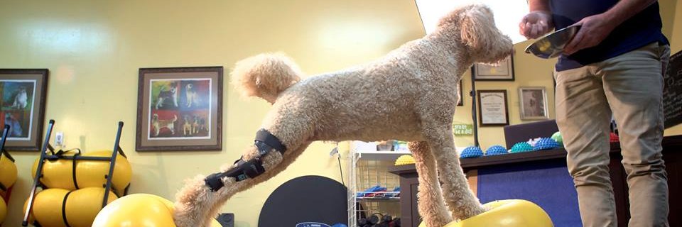 GoHeroDogs's profile banner image