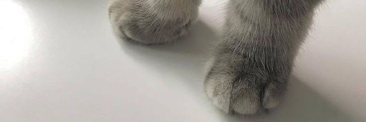 softscb's profile banner image