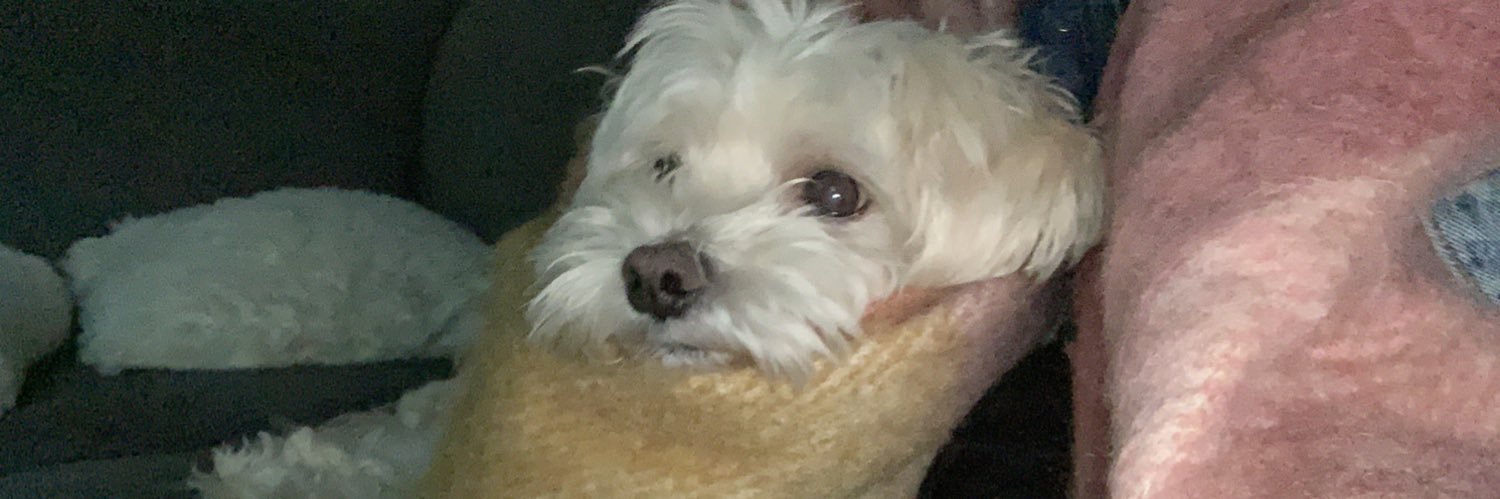 MoooreAmy's profile banner image