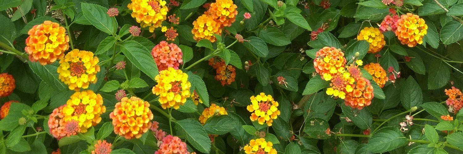 debjo325's profile banner image