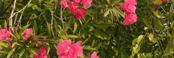 lyshapineda Profile Banner