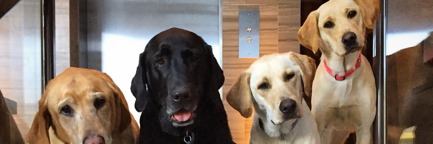CHAZDEAN's profile banner image