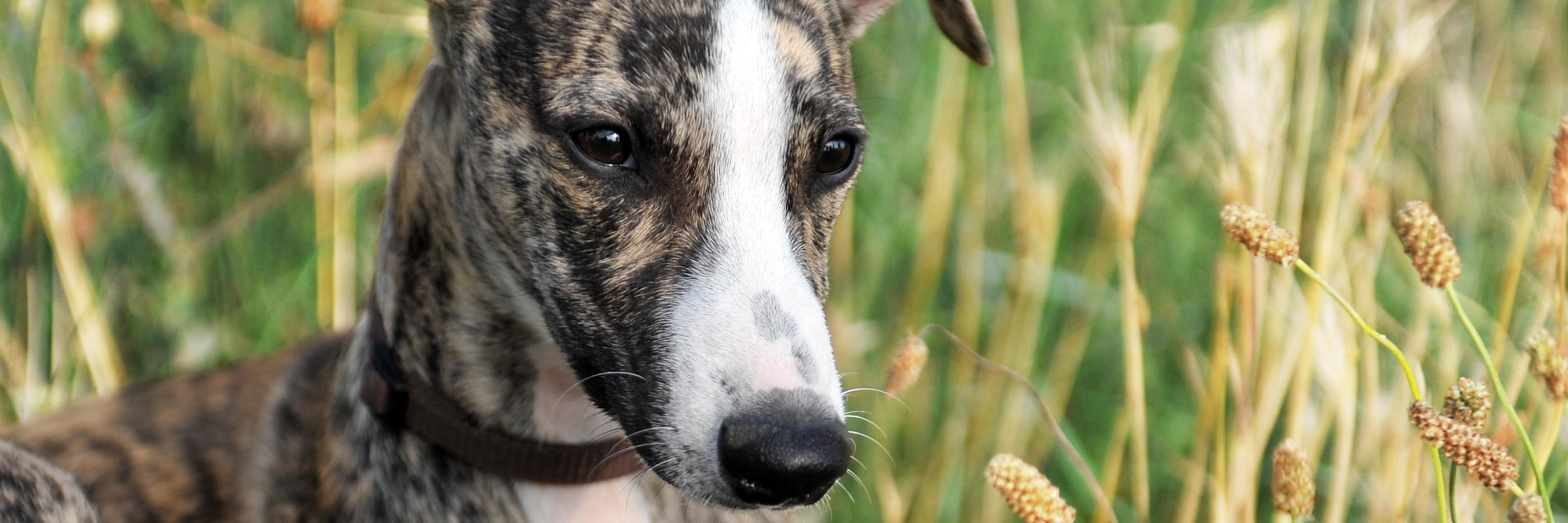 WrightforPets's profile banner image