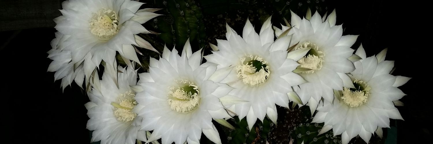 bjorbee's profile banner image