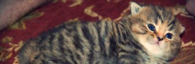 creepipete's profile banner image