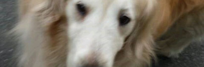 ranranru1117's profile banner image