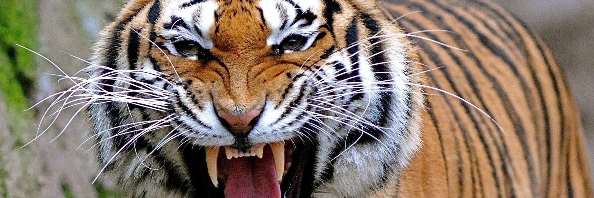 Michael Borsc banner