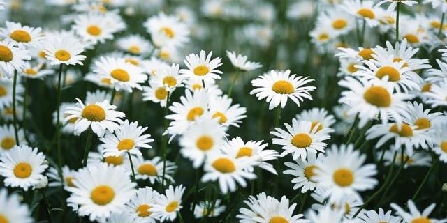 ModestxFashion's profile banner image