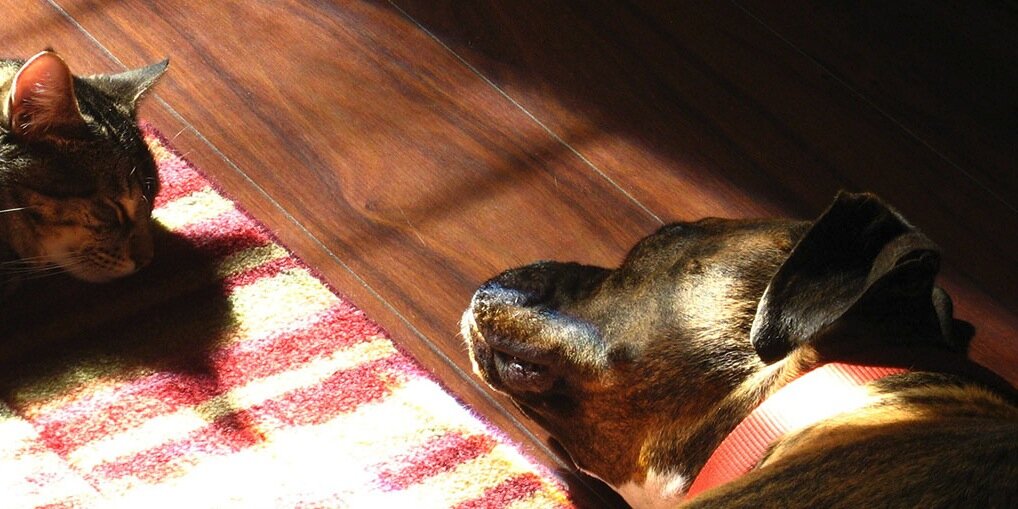 PetRelocator's profile banner image