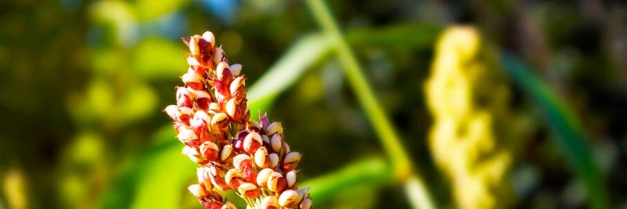 farmdiversity's profile banner image