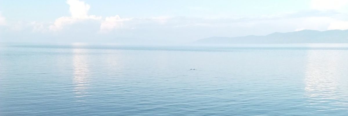POZ241's profile banner image