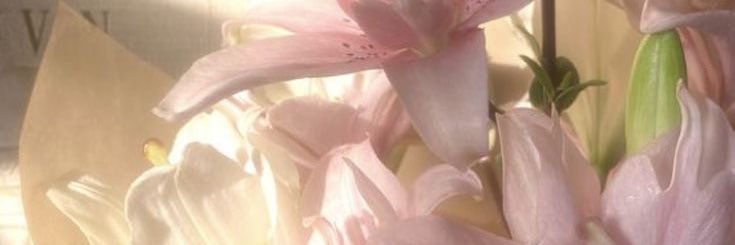 softestsoul's profile banner image