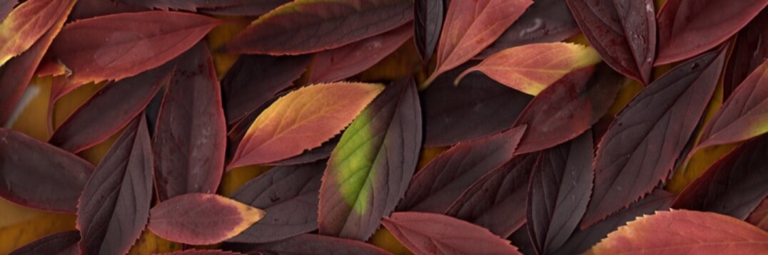 bart_king's profile banner image