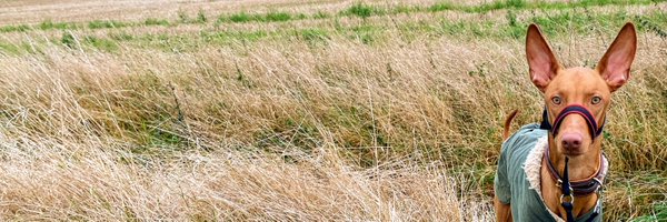 M0ggie__ Profile Banner