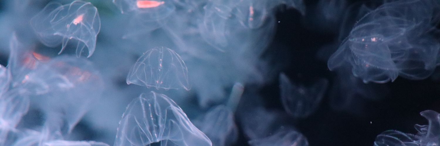 marimpoolsol's profile banner image