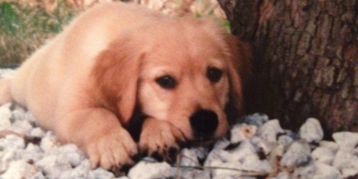 TheYankeeMuse banner