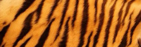 volleytiger Profile Banner