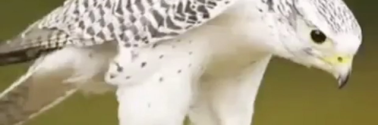 نفاع السلمي banner