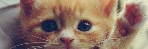 Fwaz733's profile banner image