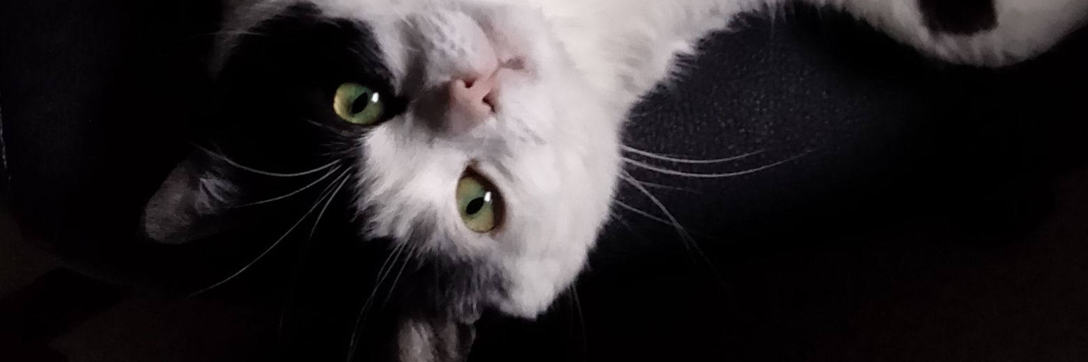vedentytar's profile banner image