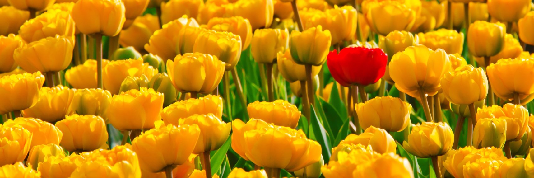 Linda van der Windt banner