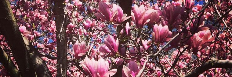 Amy Blasenstein banner