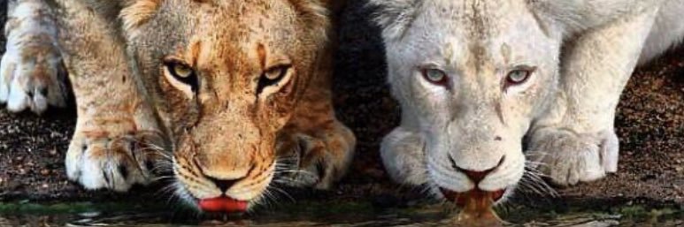 👑 banner