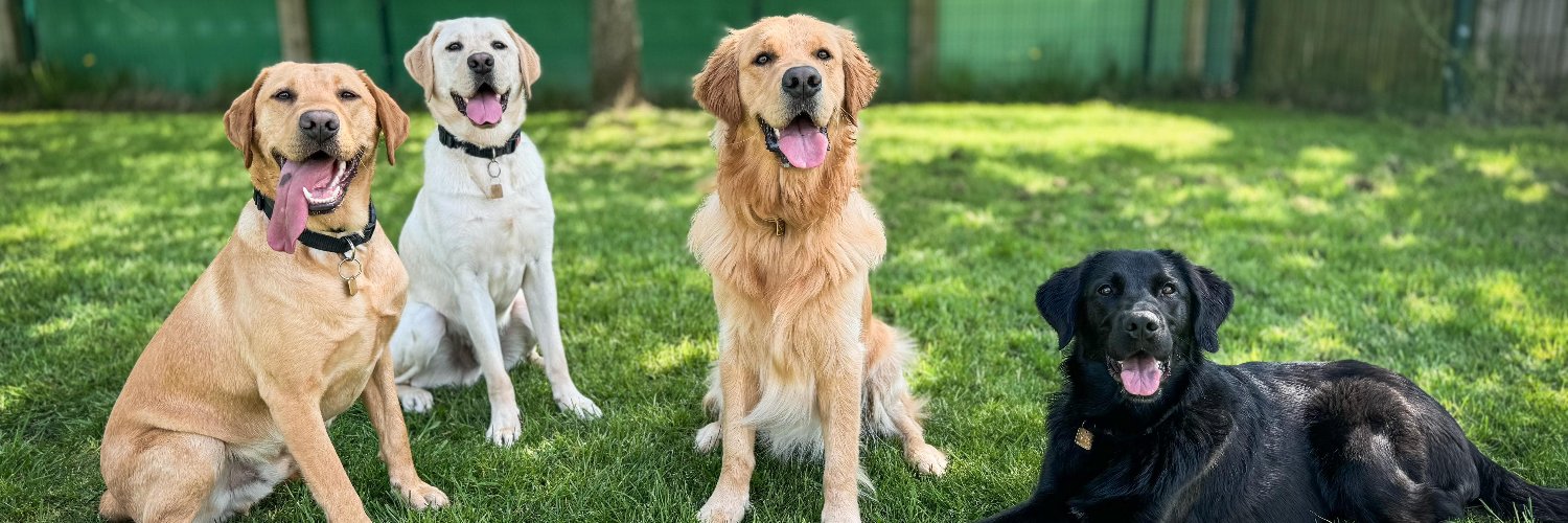Guide Dogs North East banner