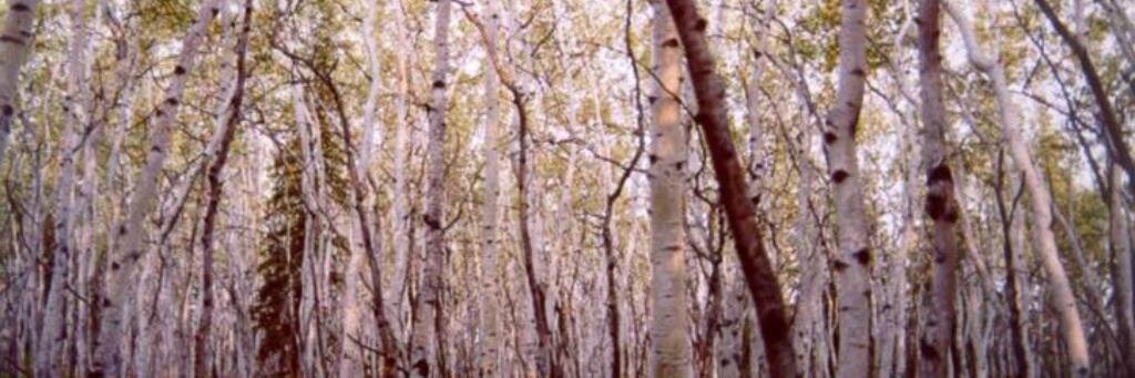 BittyBookReview's profile banner image