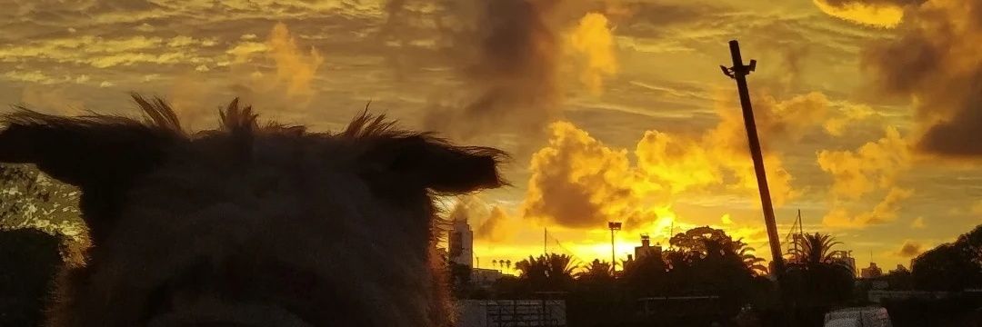 belm4chado's profile banner image