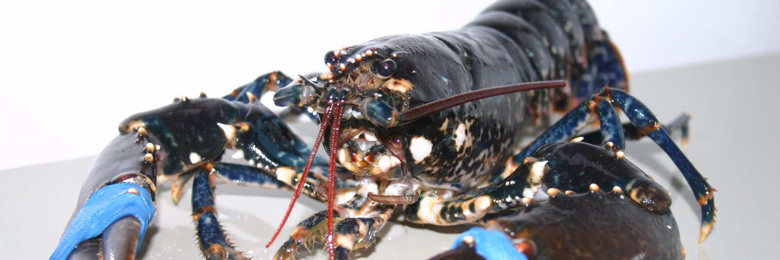 ToddFishLobster's profile banner image