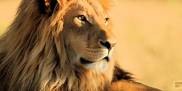 CurlLz_Ray's profile banner image