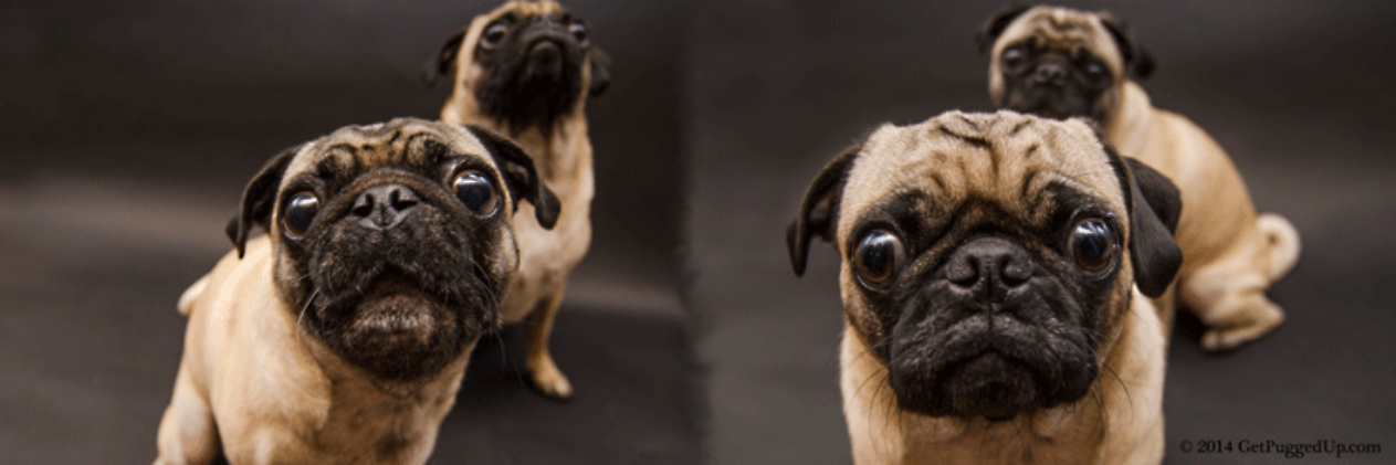 GetPuggedUp's profile banner image