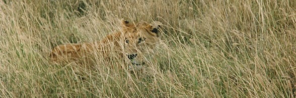 Tom Lines 🇬🇧 🇺🇦 🇵🇸 🇪🇺@tomlines.bsky.social banner