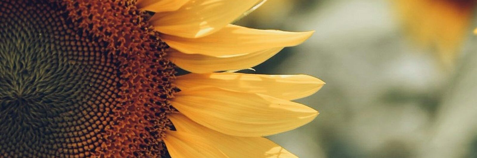 omaimasanad's profile banner image