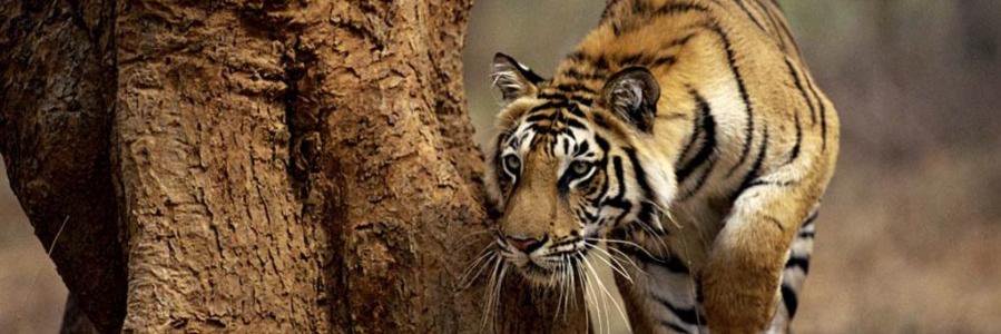 atulagupta's profile banner image