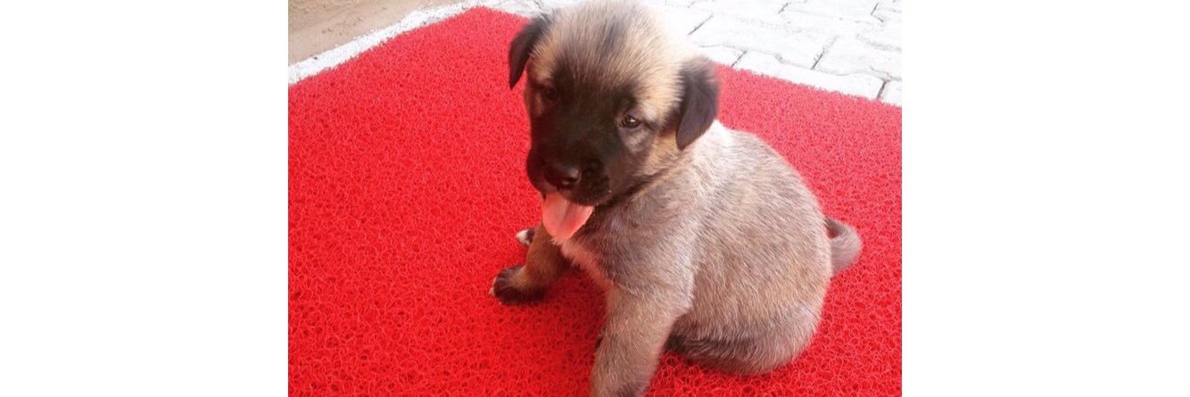 eylemgulsoy's profile banner image