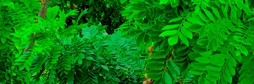 alan_davidofc's profile banner image