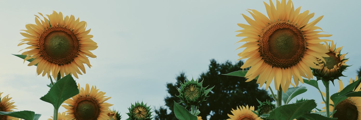 collmc97's profile banner image
