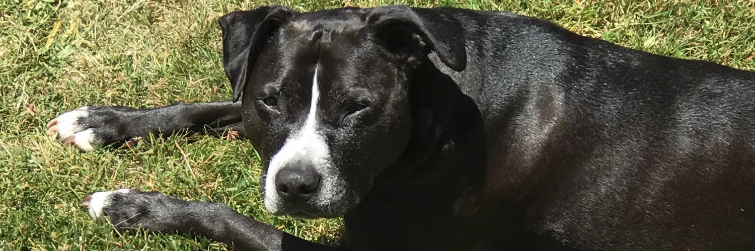 JoeyNitro's profile banner image