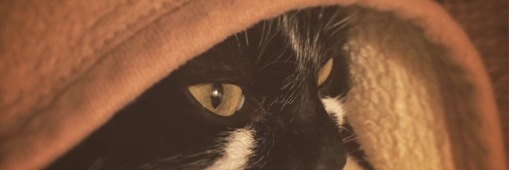 Montycat2013's profile banner image